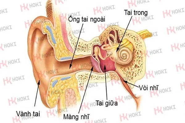 Cấu tạo tai người và cơ chế thính giác