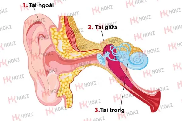 Điếc dẫn truyền: Dấu hiệu, nguyên nhân, cách khắc phục