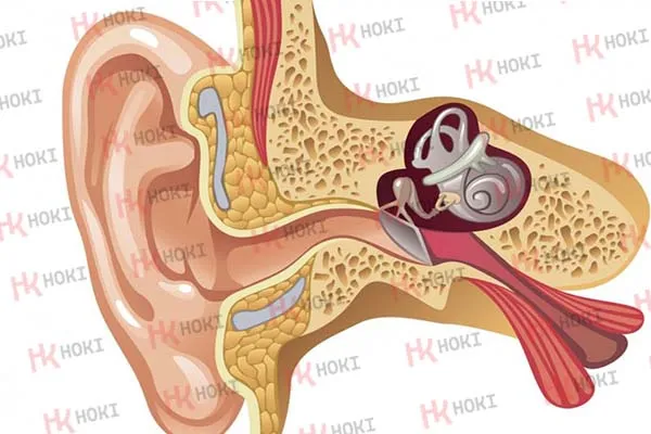 Điếc dẫn truyền: Dấu hiệu, nguyên nhân, cách khắc phục