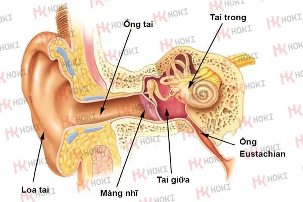 Thính giác là gì? Cấu tạo và chỉ số thính lực bình thường